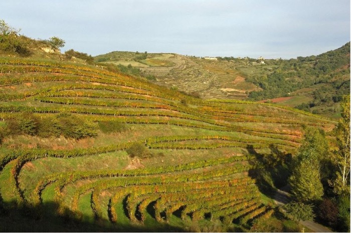 Les vins de l'Aveyron au Clos du Barry