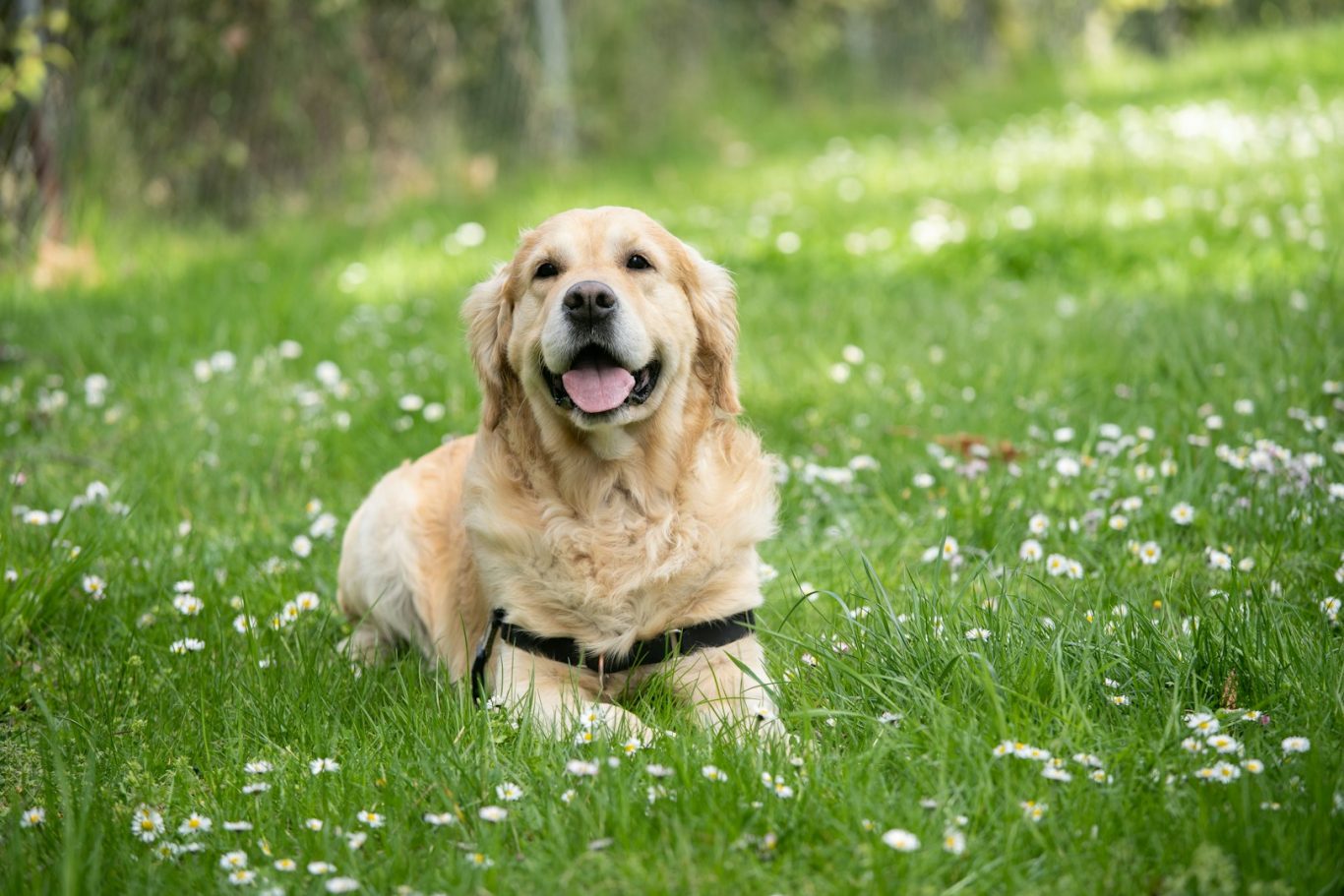 Nos amis les chiens Un chien dans le jardin du Clos du Barry