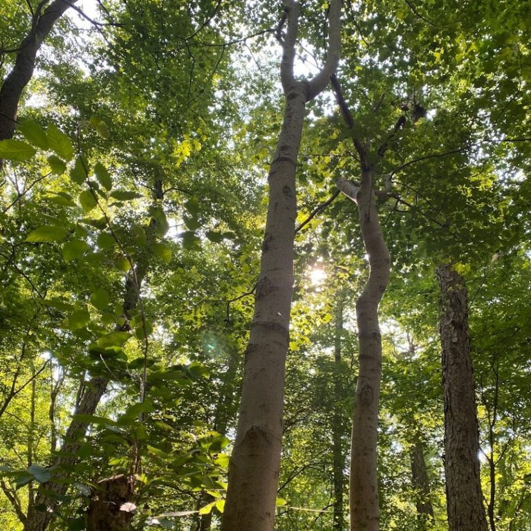 La forêt à proximité du Clos du Barry.